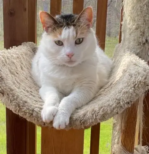 Lily photo 4