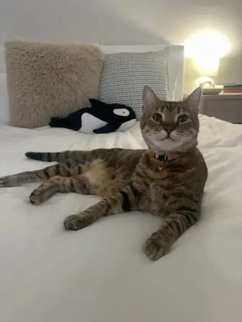 Pookah photo 4