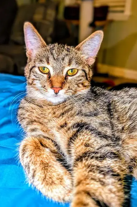 C266 Litter Suni Lee