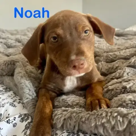 Noah photo 3