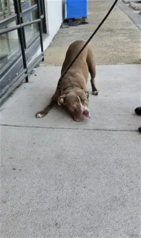 Biscuit