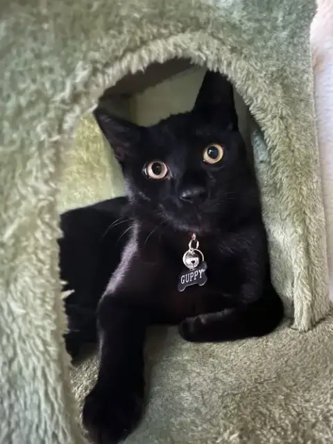 Guppy photo 2