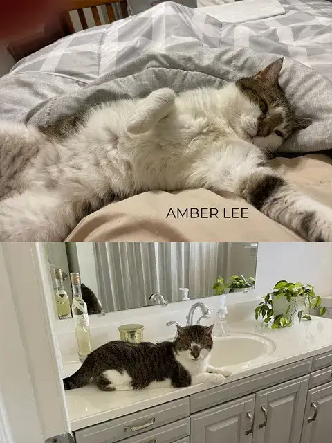 Amber Lee
