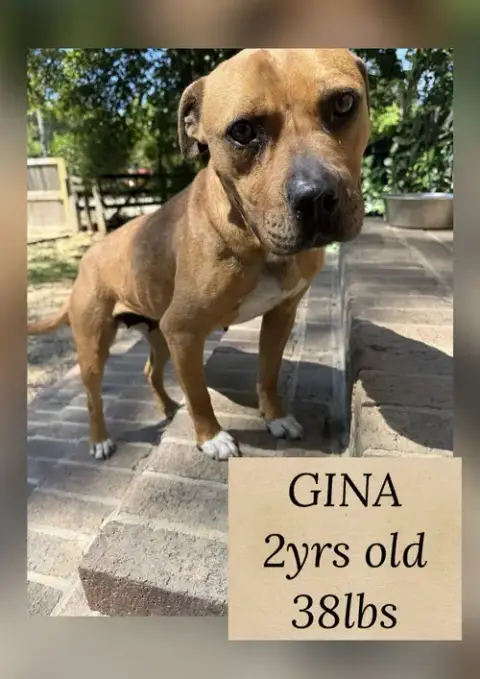 Gina