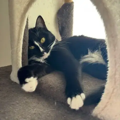 Susie