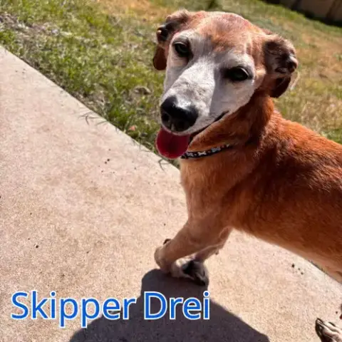 Skipper Drei photo 5