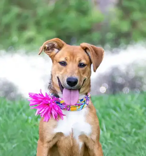 Carmelita