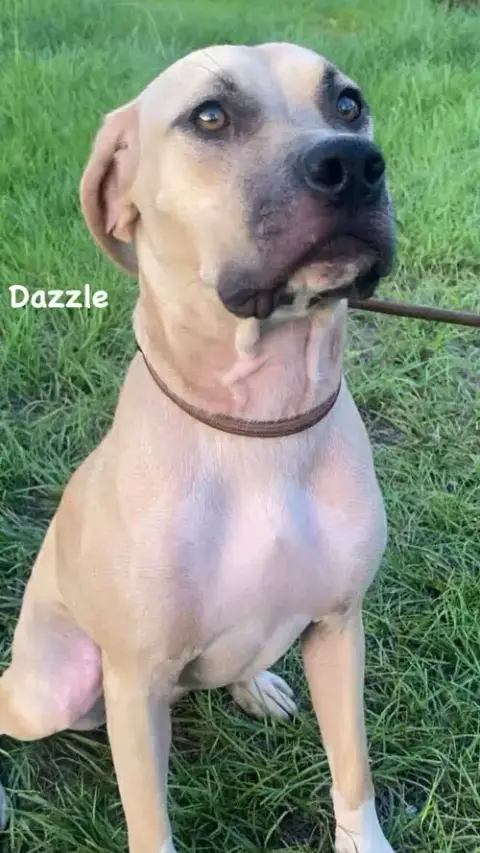 Dazzle photo 4