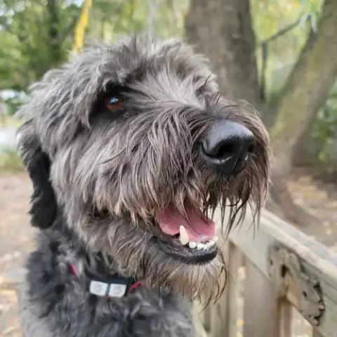 Smokey photo 2
