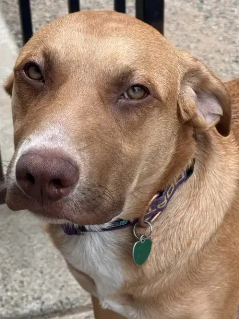 Boysenberry Aka Sadie