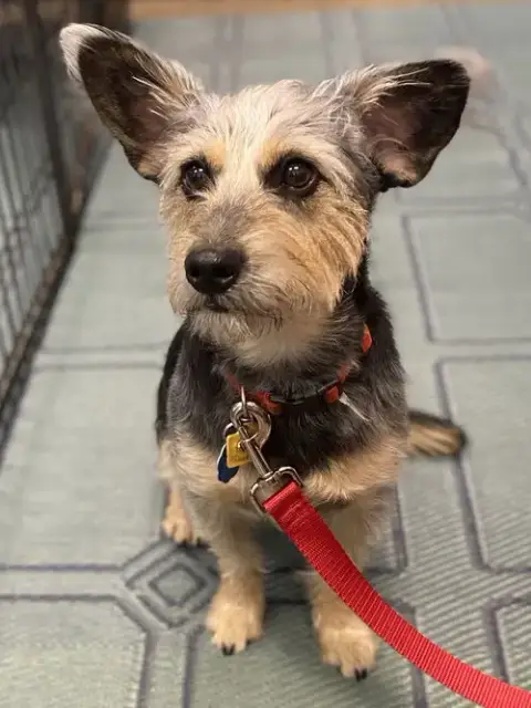 Simon