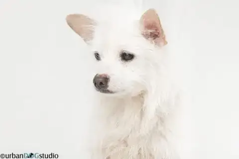 Bijou photo 3
