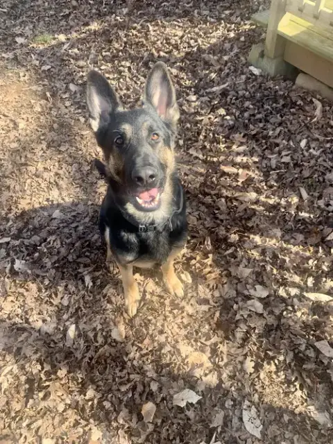 Rocket