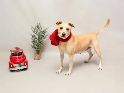 Niki