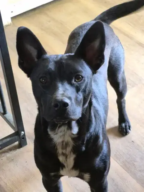 Peanut