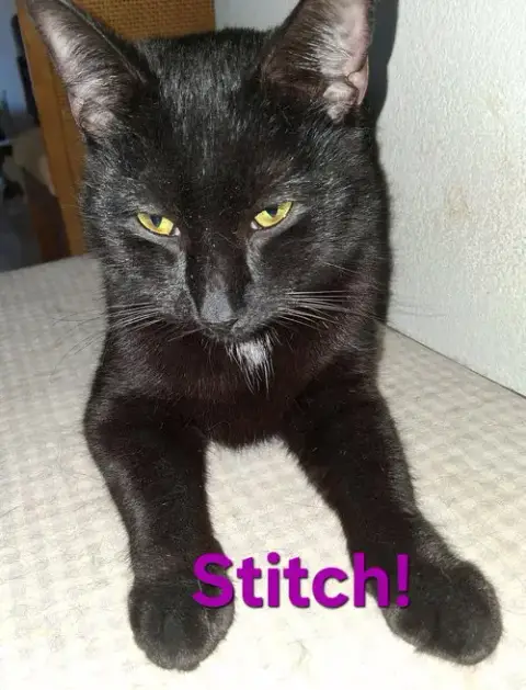 Stitch