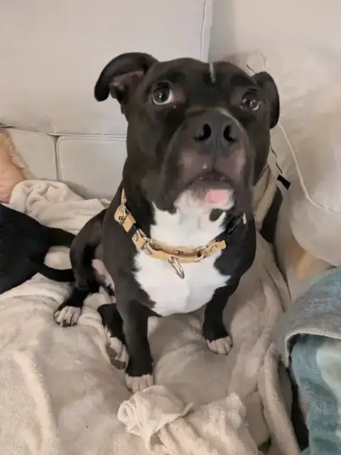 Milo The Meatball photo 2