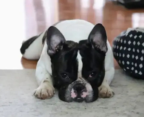Oreo photo 2