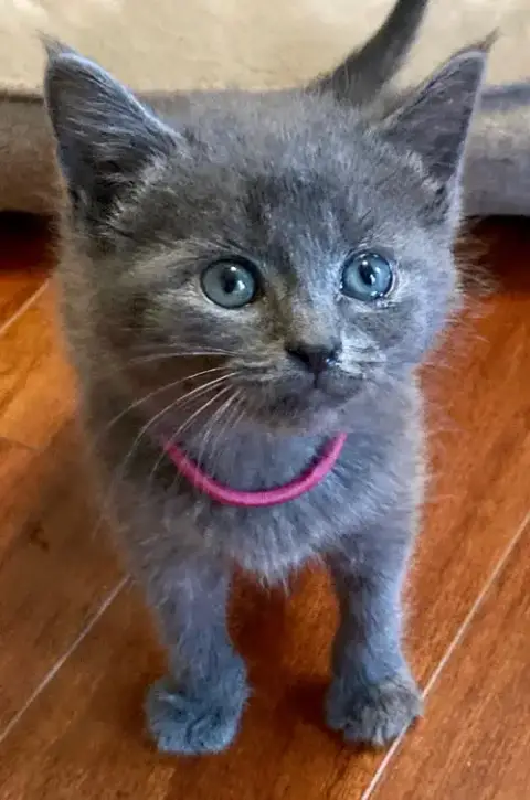 Trix