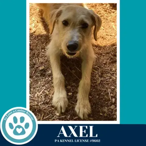 Axel 042526