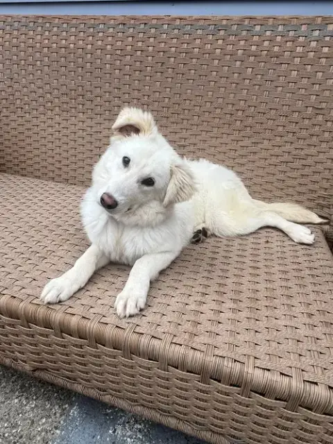 Dove photo 2