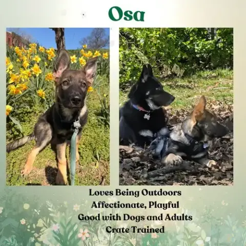 Osa