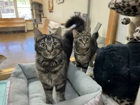 Mocha/Java photo 3