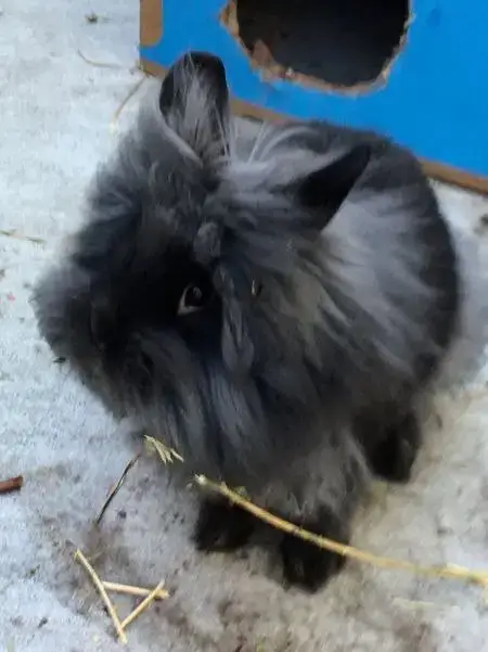 Bowie