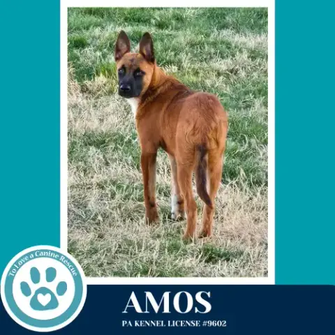 Amos photo 4