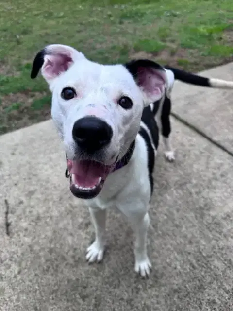 Pixel