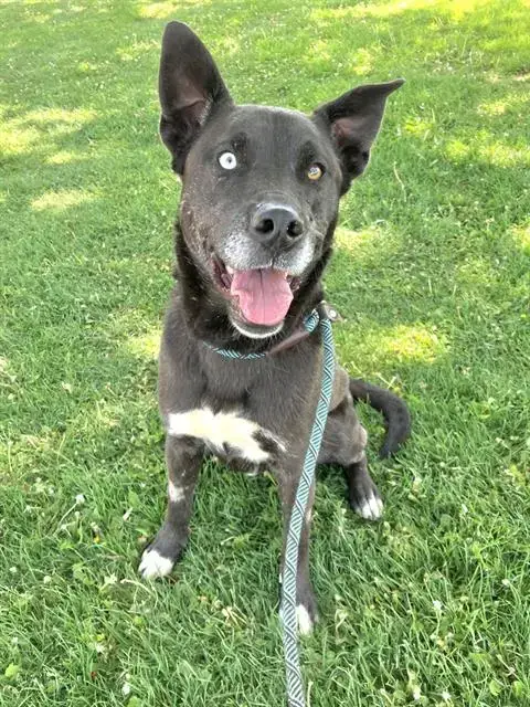 Daisy