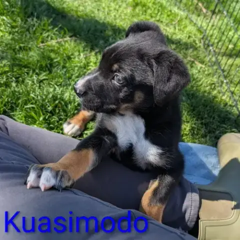 Kuasimodo photo 4