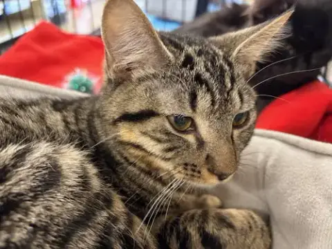 Tibbs