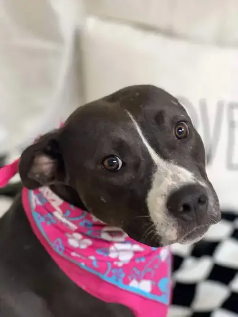 Oreo