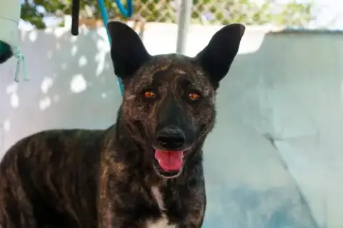 Cleo-Patra-Got Long Term Foster!