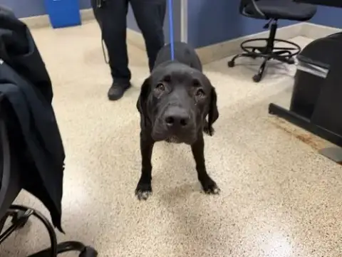 Kona