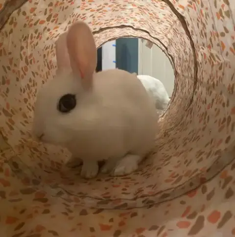 Luna'S Pluto Rabbit Kit photo 3
