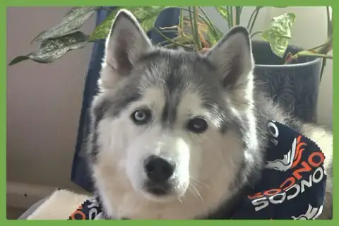 Dakota