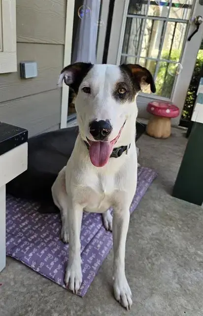 Ringo