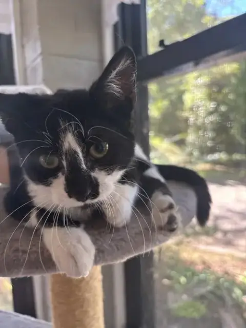 Tj