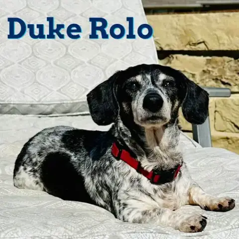 Duke Rolo photo 3