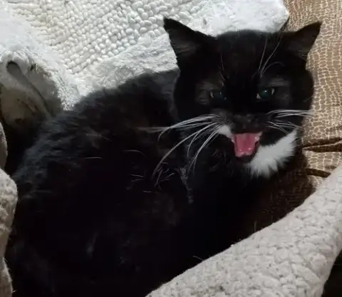 Floyd The Cellar Cat photo 2