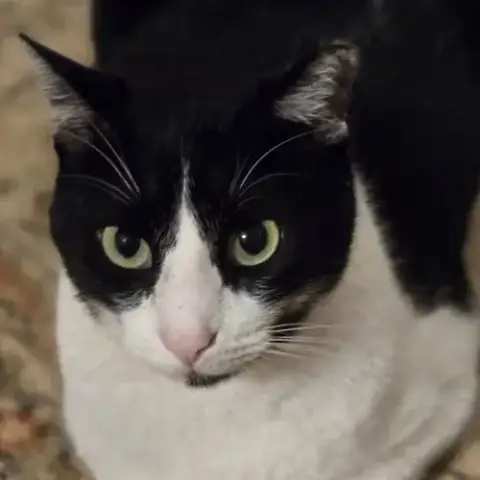 Felix