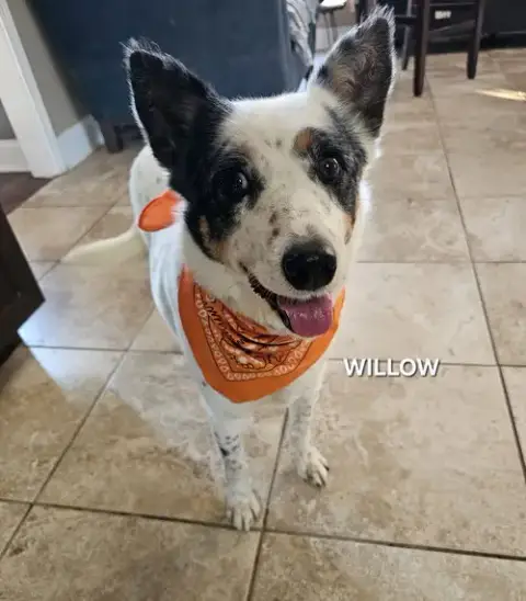 Willow