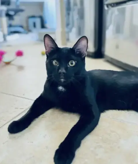 Lucky -Courtesy Post