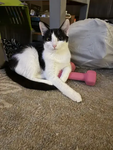 Purrducken photo 3