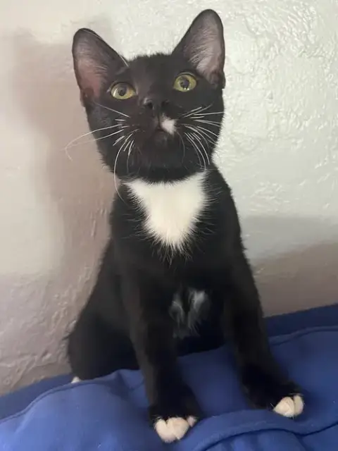 Courtesy Post: Wallace
