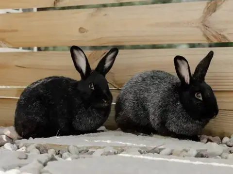 Mochi photo 3