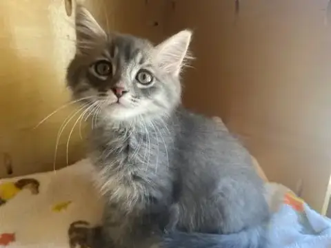 Hugo