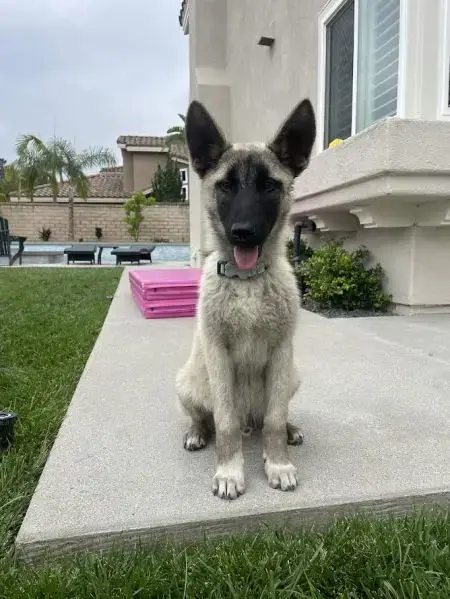 Bandit photo 4